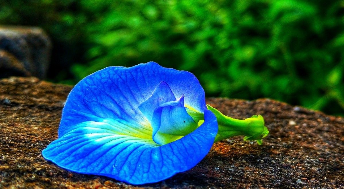 Les fleurs naissent