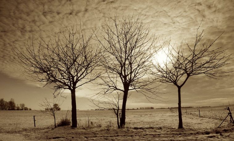 Histoire de Noël : Les Trois arbres Histoire de Noël : Les Trois arbres